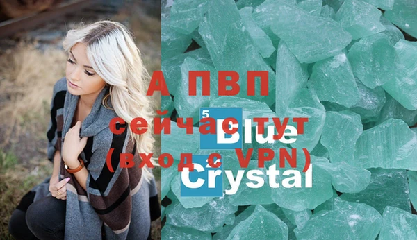 прущие грибы Переславль-Залесский